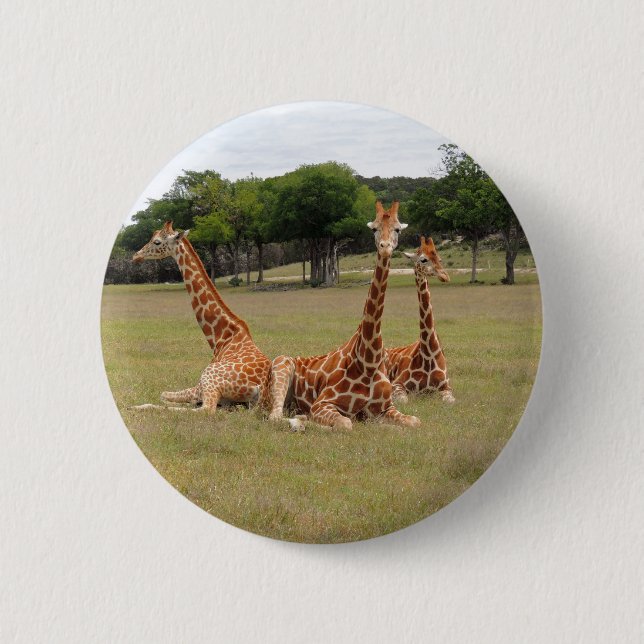 Three Giraffe at Fossil Rim Button (Front)