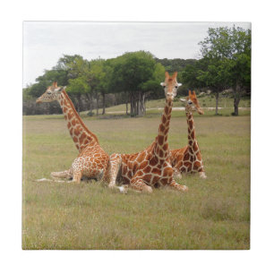 Three Giraffe at Fossil Rim Ceramic Tile
