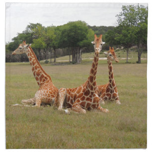 Three Giraffe at Fossil Rim Cloth Napkin