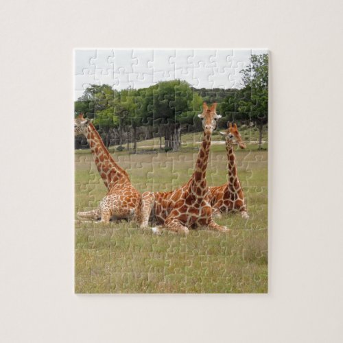 Three Giraffe at Fossil Rim Jigsaw Puzzle