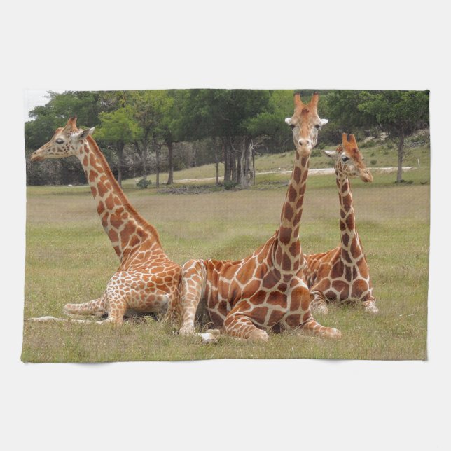 Three Giraffe at Fossil Rim Kitchen Towel (Horizontal)