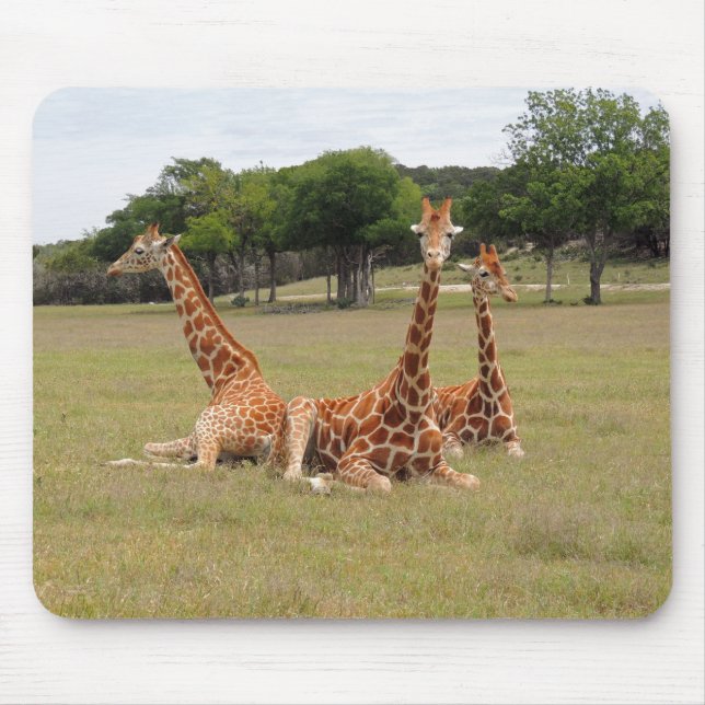 Three Giraffe at Fossil Rim Mouse Pad (Front)