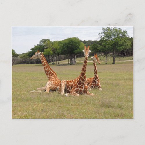 Three Giraffe at Fossil Rim Postcard