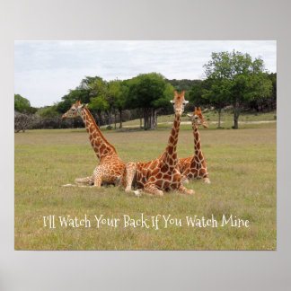 Three Giraffe at Fossil Rim Poster