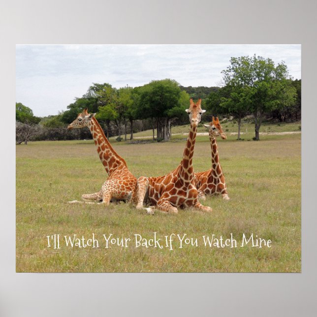 Three Giraffe at Fossil Rim Poster (Front)