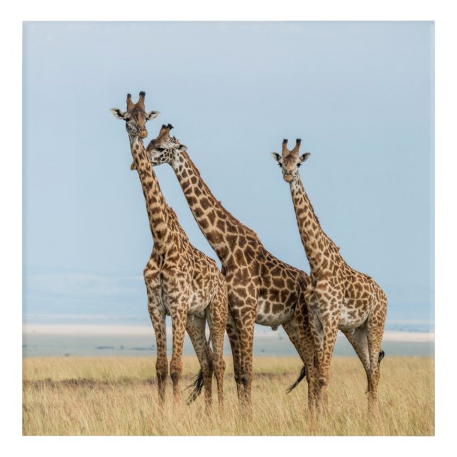 Three Giraffes Posing Acrylic Print (Front)