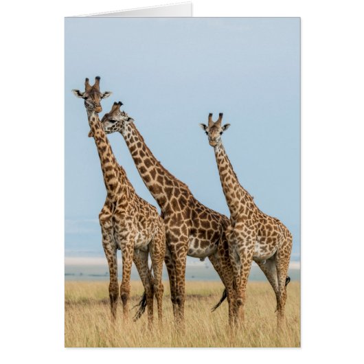 Three Giraffes Posing Cards (Front)