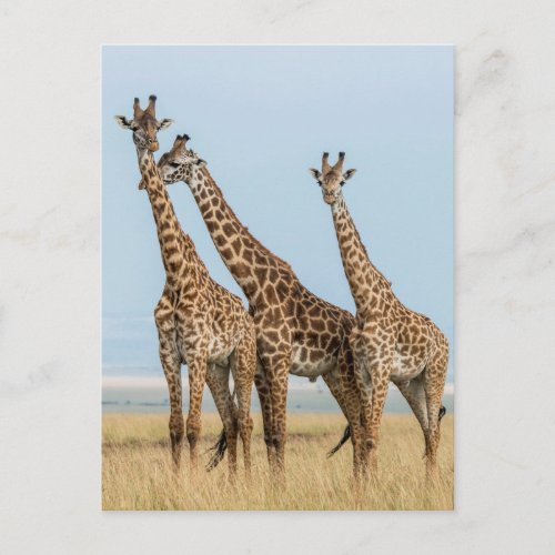 Three Giraffes Posing Postcard