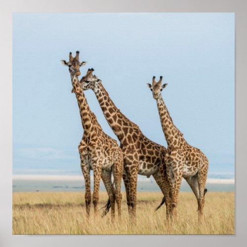 Three Giraffes Posing Poster