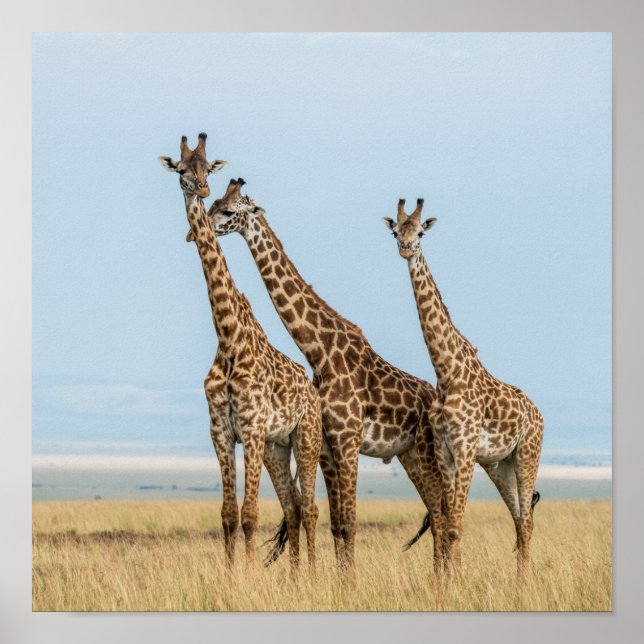 Three Giraffes Posing Poster (Front)