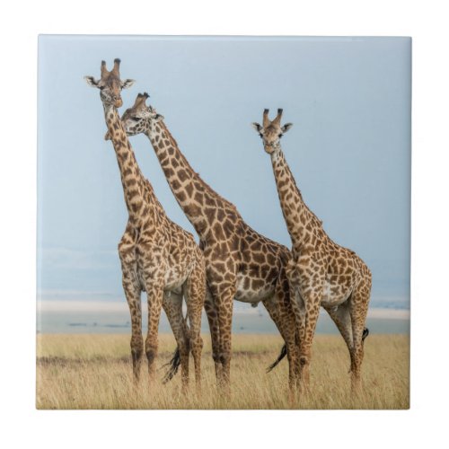 Three Giraffes Posing Tile