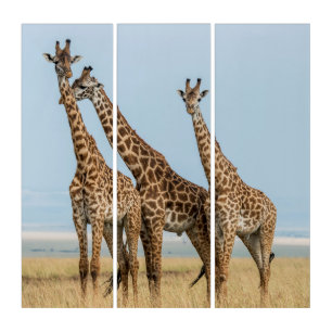 Three Giraffes Posing Triptych