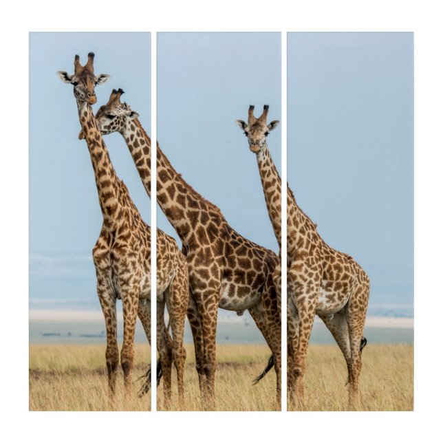 Three Giraffes Posing Triptych (Front)