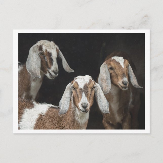 Three Goats Photo Postcard (Front)