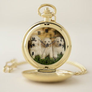 Three Golden Retriever puppies pocket watch