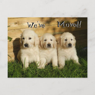 Three Golden Retriever puppies .We've Moved Announcement Postcard