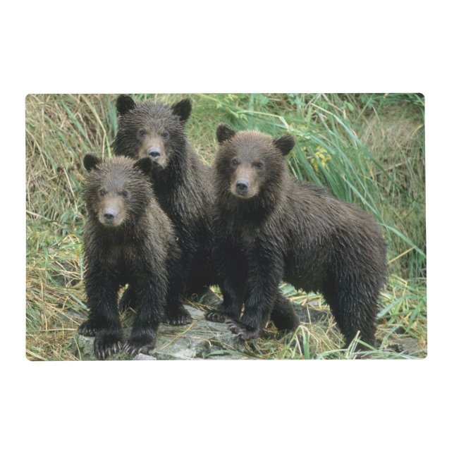 Three Grizzly Bear Cubs or Coys Placemat (Front)