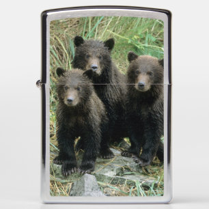 Three Grizzly Bear Cubs or Coys Zippo Lighter