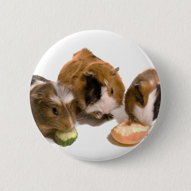 three guinea pigs who eat, pinback button (Front)