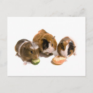 three guinea pigs who eat, postcard