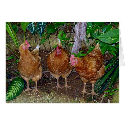 Three Hens Cards (Front Horizontal)