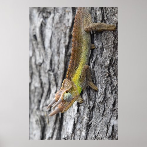 Three Horned Male Jackson Chameleon Poster