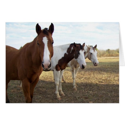 Three Horses (Blank Card) Cards (Front Horizontal)