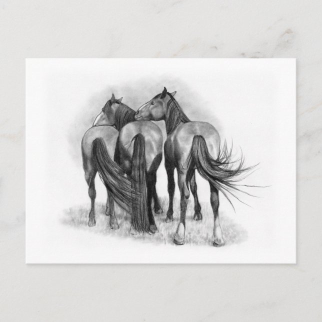 Three Horses: Rear Ends: Affection: Pencil Art Postcard (Front)
