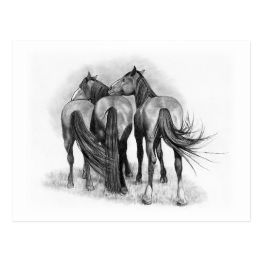 Three Horses: Rear Ends: Affection: Pencil Art Postcard | Zazzle.com