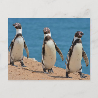 Three Humboldt Penguins Walking Postcard
