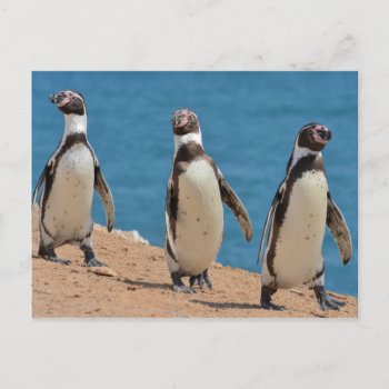 Three Humboldt Penguins Walking Postcard by DavidSalPhotography at Zazzle