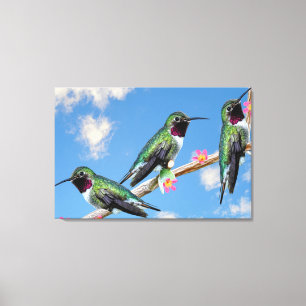 Three Hummingbirds perched on a branch of a Floss  Canvas Print