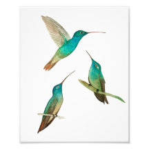 Three Hummingbirds 