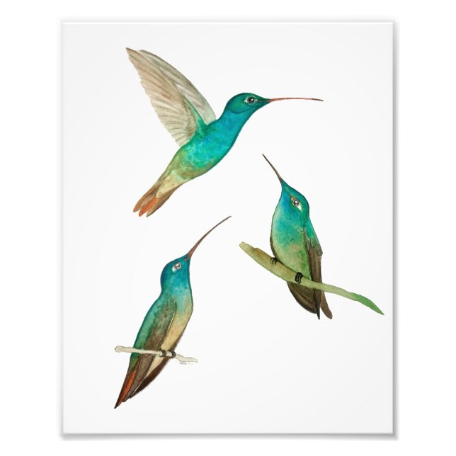 Three Hummingbirds  Photo Print (Front)