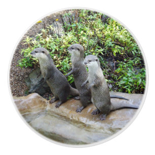 Three Hungry Otters, Ceramic Knob