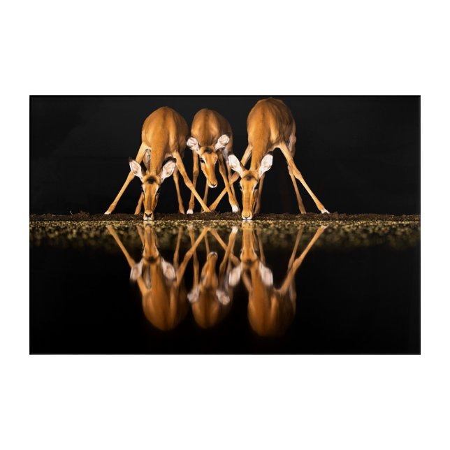 Three Impala Drink Together at Night Acrylic Print (Front)