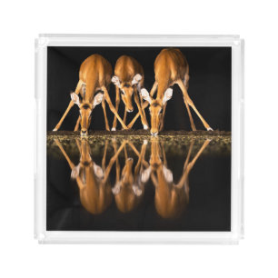 Three Impala Drink Together at Night Acrylic Tray