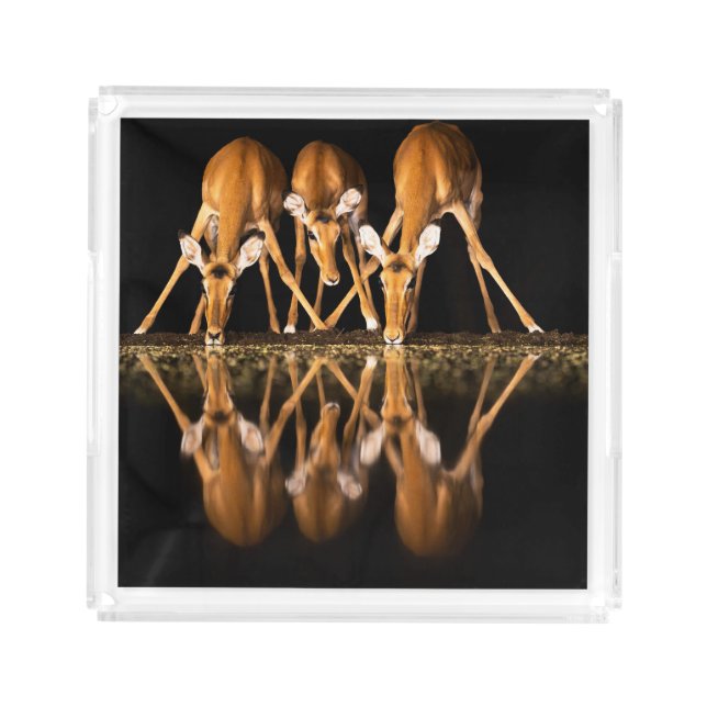 Three Impala Drink Together at Night Acrylic Tray (Front)