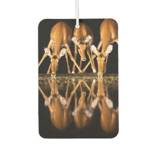 Three Impala Drink Together at Night Air Freshener
