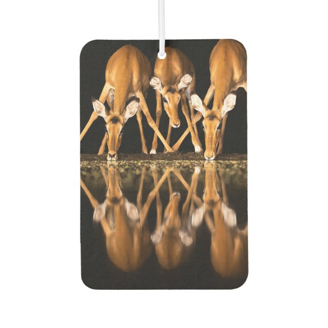 Three Impala Drink Together at Night Air Freshener (Front)