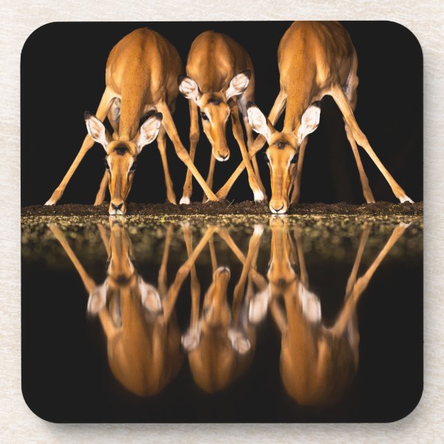 Three Impala Drink Together at Night Beverage Coaster (Front)