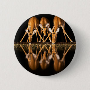 Three Impala Drink Together at Night Button