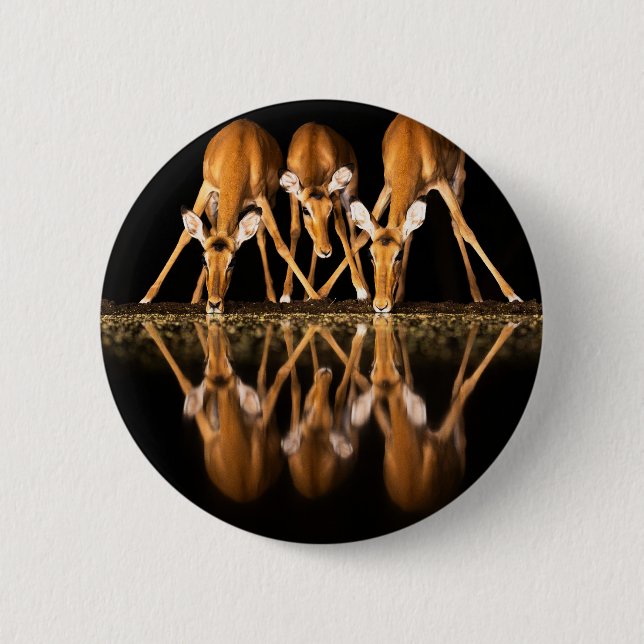 Three Impala Drink Together at Night Button (Front)