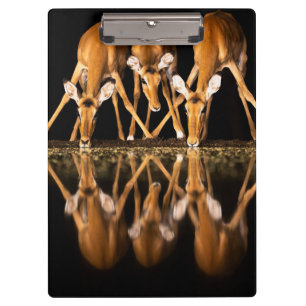 Three Impala Drink Together at Night Clipboard