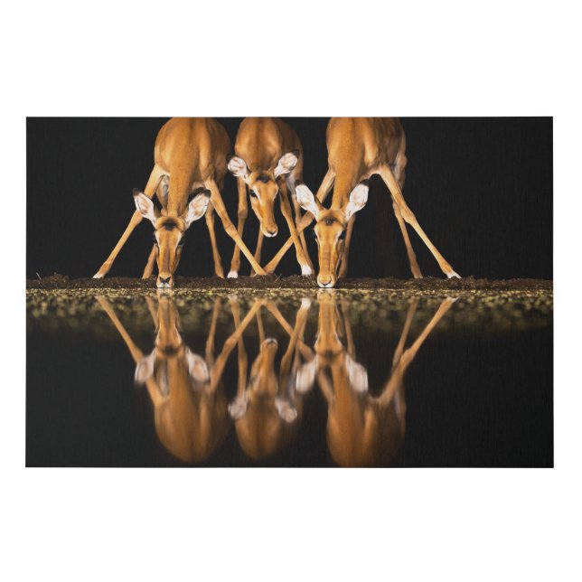 Three Impala Drink Together at Night Faux Canvas Print (Front)