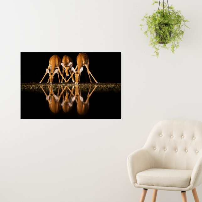 Three Impala Drink Together at Night Foam Board (In Situ (Wall))