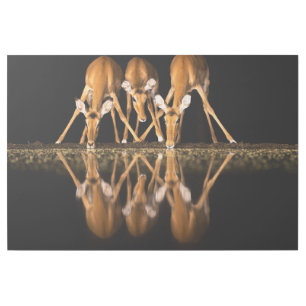 Three Impala Drink Together at Night Gallery Wrap