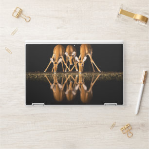 Three Impala Drink Together at Night HP Laptop Skin