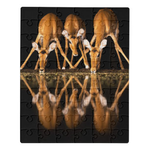 Three Impala Drink Together at Night Jigsaw Puzzle