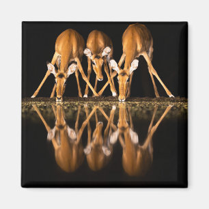 Three Impala Drink Together at Night Magnet